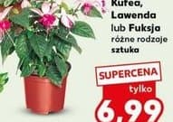 Kufeya, Lawenda lub Fuksja