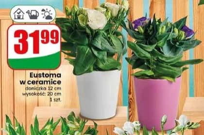 eustoma w ceramice