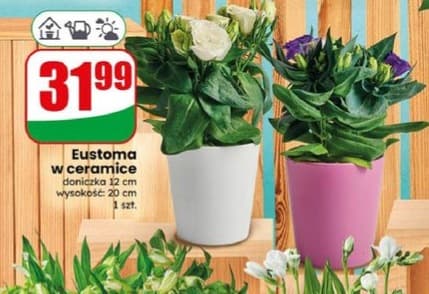 eustoma w ceramice