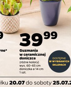 Guzmania w ceramicznej doniczce