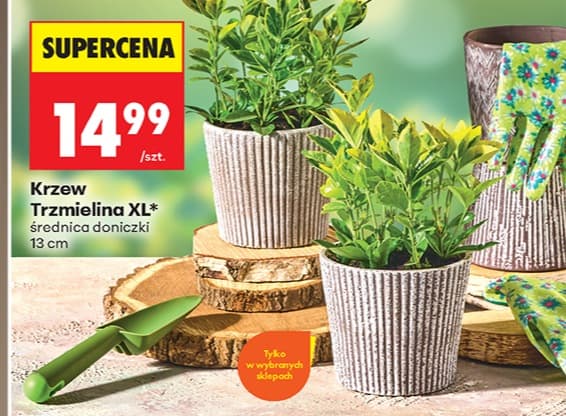 krzew trzmielina XL