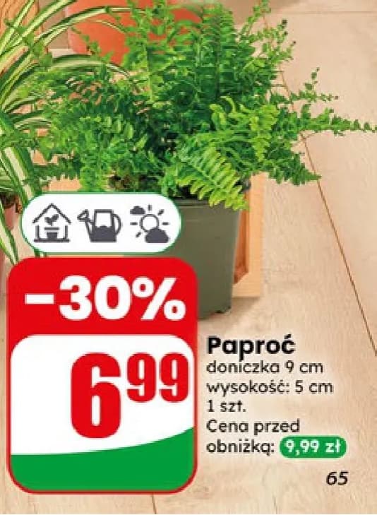 paproć