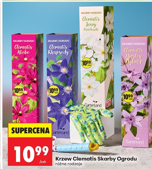 krzew clematis skarby ogrodu