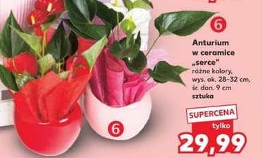 anturium w ceramice serce