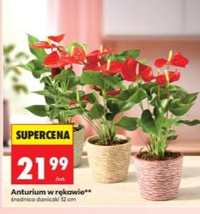anturium w rękawie