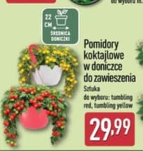 pomidory koktajlowe w doniczce do zawieszenia