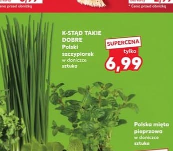 szczypiorek polski w doniczce