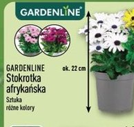 stokrotka afrykańska