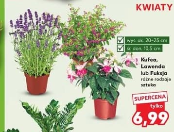 kufea, lawenda lub fuksja