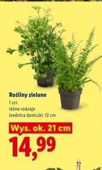 rośliny zielone