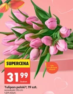 tulipan polski