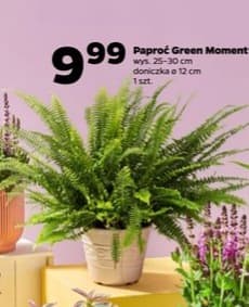 paproć green moment