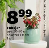 fuksja