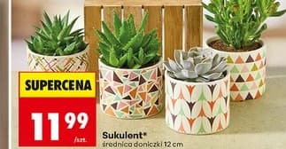 sukulent