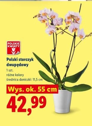 storczyk dwupędowy