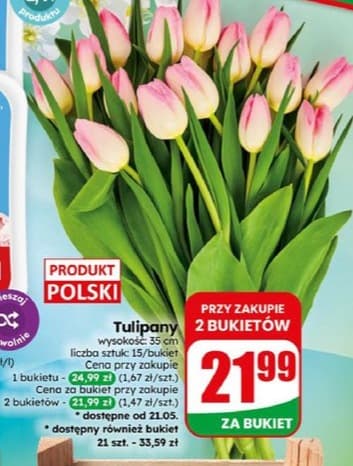 tulipany