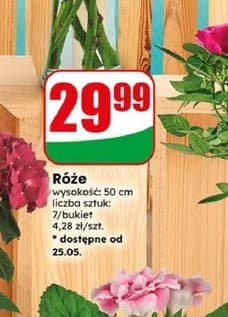 róże cięte