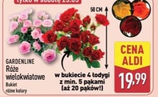 róże wielokwiatowe