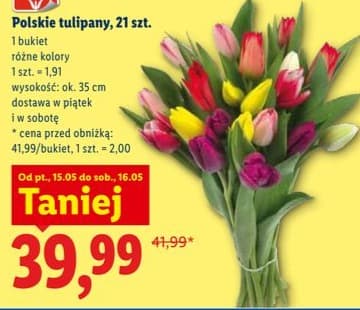 tulipany