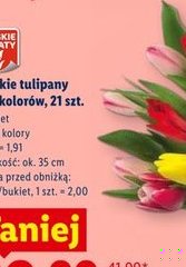 tulipany mix kolorów