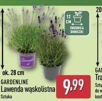 lawenda wąskolistna