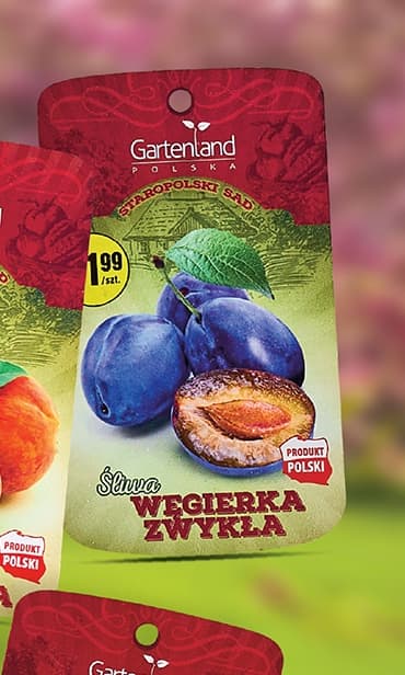 śliwa węgierka zwykła