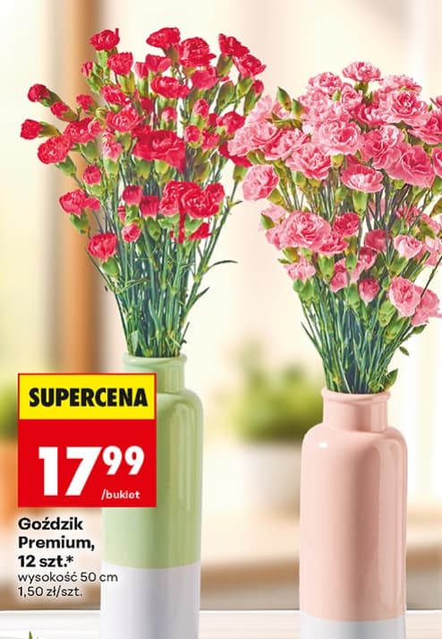 goździk cięty premium