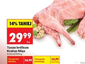 tusza królika