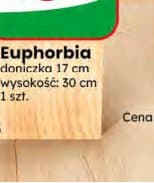Euphorbia