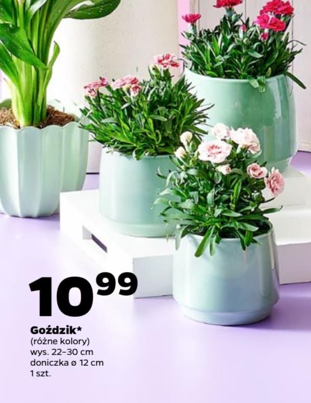 Goździk