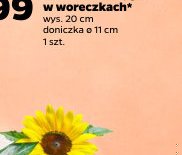 starzec zwisający w woreczkach