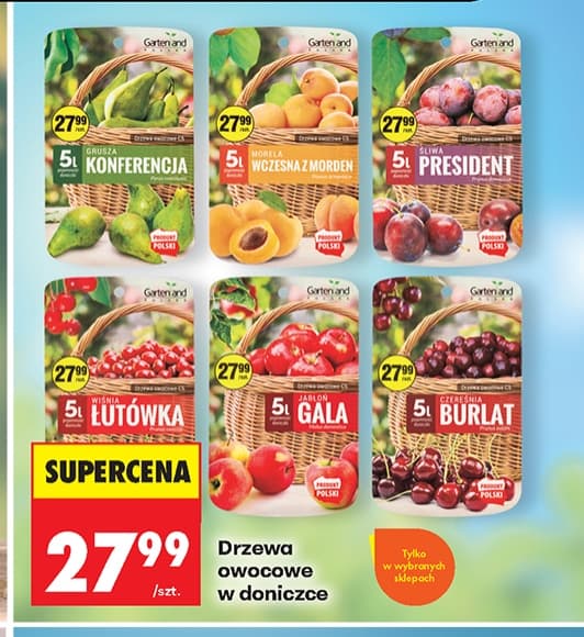 drzewo owocowe w doniczce