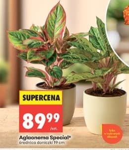 Aglaonema Special