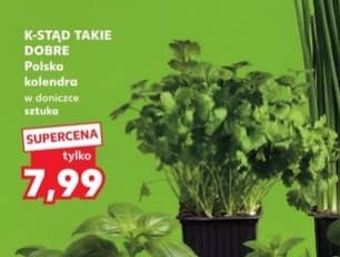 kolendra polska w doniczce