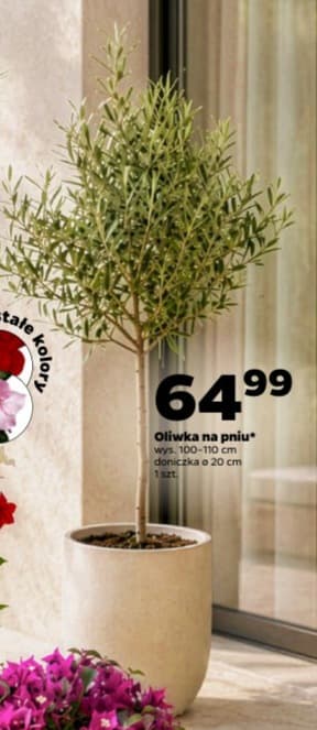 Oliwka na pniu