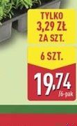 Lawenda wąskolistna