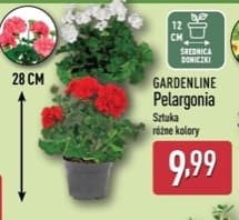 pelargonia/fuksja