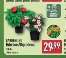 hibiskus/dipladenia