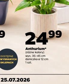 Anthurium