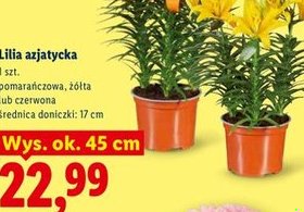 lilia azjatycka