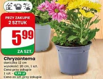 chryzantema
