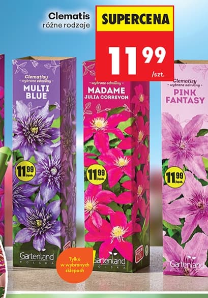 clematis