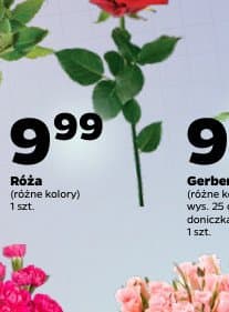 róża
