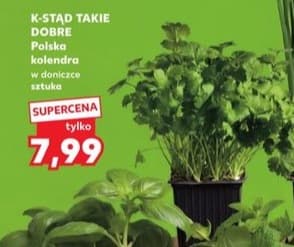 kolendra polska w doniczce
