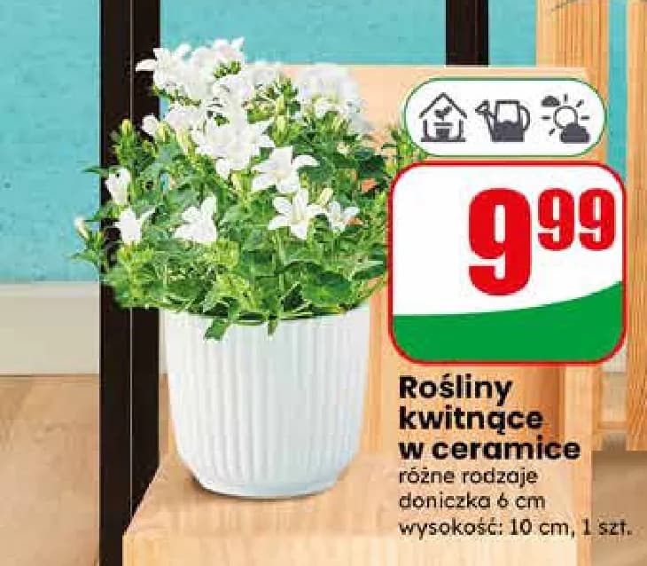 rośliny kwitnące w ceramice