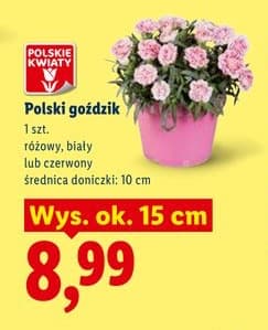 goździk