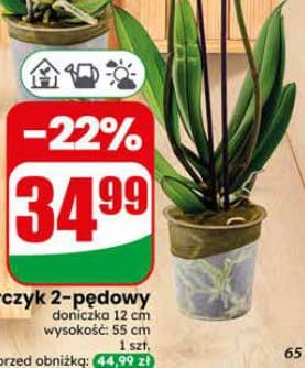 storczyk 2-pędowy