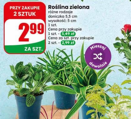 roślina zielona