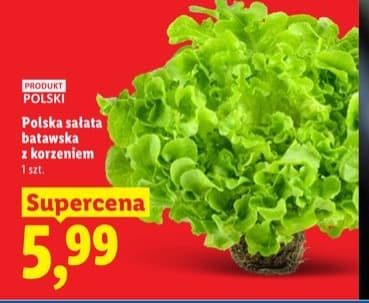 sałata batawska z korzeniem