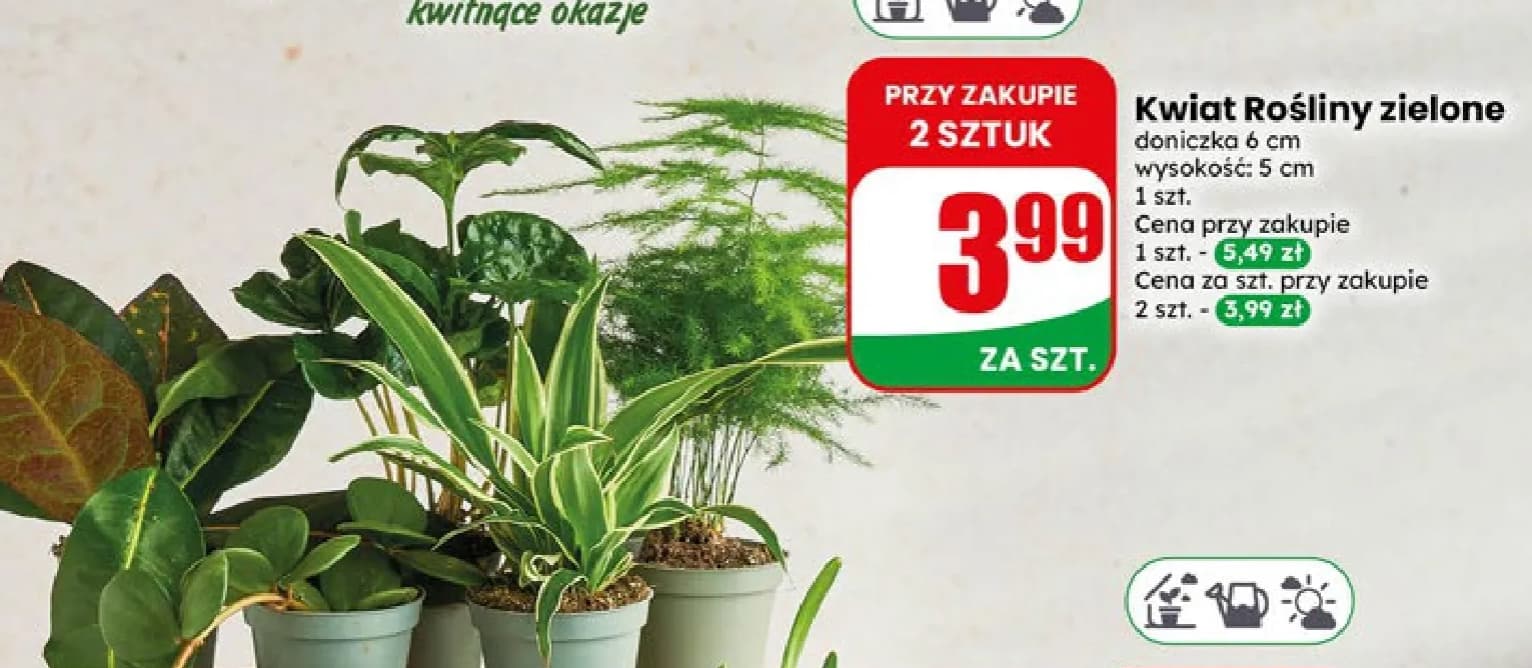 kwiat rośliny zielone